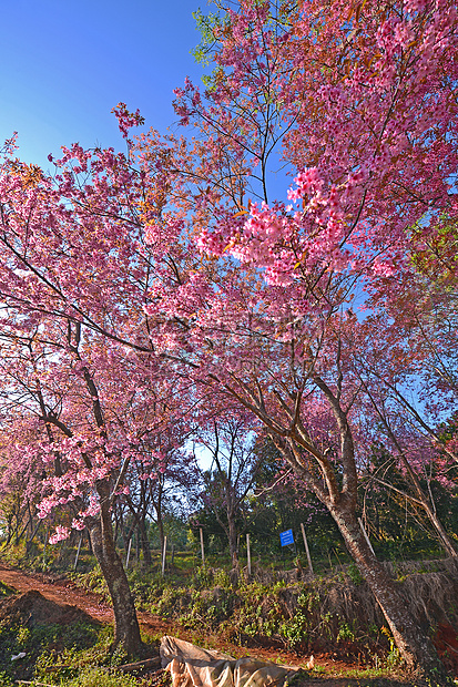 野生喜马拉雅樱桃 Doi Inth省王坤蜡质植物群宏观植物学公园花瓣季节蓝色天空生长图片