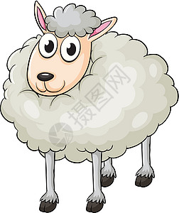绵羊羊肉涂鸦白色生物家畜粉色哺乳动物动物园动物卡通片图片