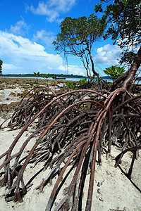 印度安达曼斯哈沃克岛红树林漫画海岸灌木盐水情调状况生物学叶子生态栖息地图片