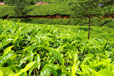绿色茶叶种植园景观 印度喀拉拉邦Munnar衬套植物文化农业栽培旅行场地农场高地环境图片