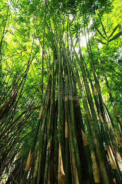 竹子绿林和晨光雨林丛林植物群公园木头阳光树林热带生长花园图片