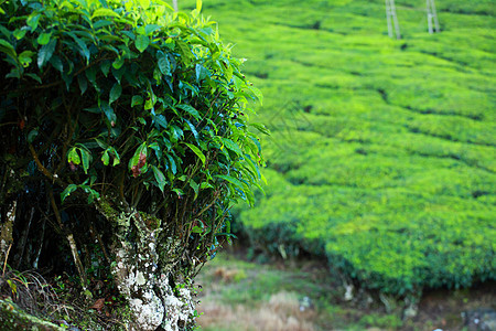 绿色茶叶种植园景观 印度喀拉拉邦Munnar爬坡蓝色文化热带财产环境栽培高地植物旅行图片