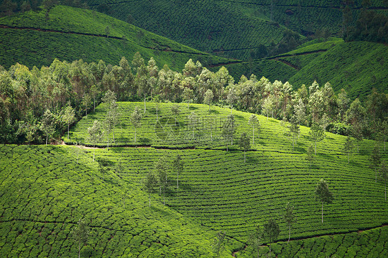 绿色茶叶种植园景观 印度喀拉拉邦Munnar环境文化阳台爬坡蓝色生长财产农业高地场地图片