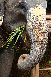 大象玩大象 吃甘蔗和牛群树干婴儿旅行国家家庭友谊瀑布场地荒野哺乳动物图片