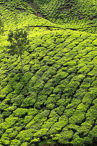 绿色茶叶种植园景观 印度喀拉拉邦Munnar栽培财产高地天空文化衬套阳台叶子旅游植物图片