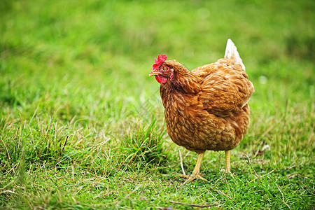 罗得岛红鸡绿色农业家禽鸟类乡村牧场院子红色农场动物图片