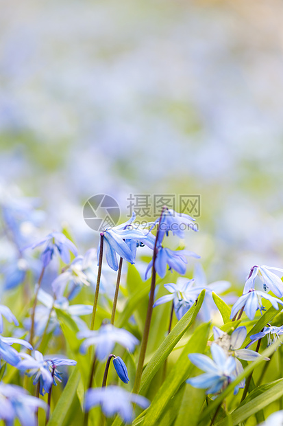 春天蓝色花朵的光荣荣耀晴天树叶花园园艺宏观荒野植物阳光草地图片