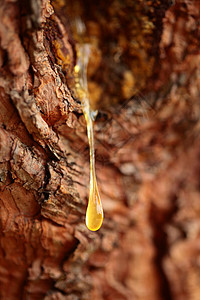 靠近一滴松树脂森林树脂韧性摄影树木材料树液树桩木头液体图片