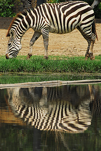 斑马在绿地放牧动物游戏马属动物学条纹尾巴荒野动物园绿色哺乳动物图片