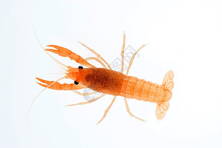 淡水龙虾天线野生动物白色宏观生食活力工作室宠物绿色海鲜图片