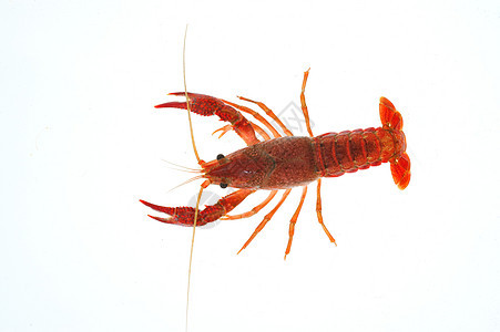 淡水龙虾小龙虾生食宏观饮食食物阴影海鲜天线活力动物图片