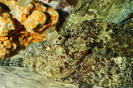 石鱼动物白色射线海洋珊瑚潜水液体娱乐热带波纹图片