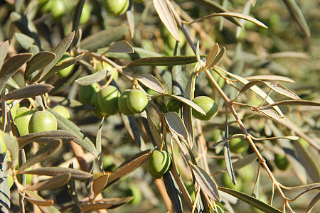 橄榄树橄榄果饰物农村生长水果食物农业树木分支机构叶子背景图片