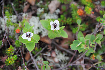 矮小角落白色苔藓植物群绿色荒野野花图片