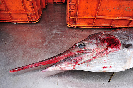 鱼市的海豚 泰国生物眼睛热带海洋食物娱乐盐水生活旗鱼旅行图片