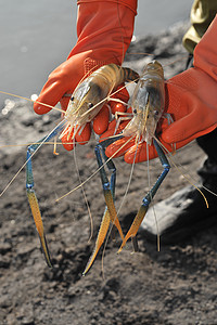 大型河虾Rosenbergii文化生活食物养殖水产甲壳纲脊椎动物淡水图片