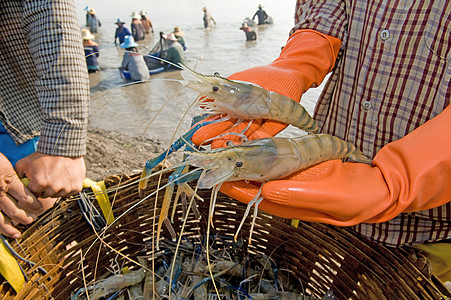南美对虾手持黑虎虾小吃动物贝类午餐营养甲壳饮食对虾海鲜美食背景
