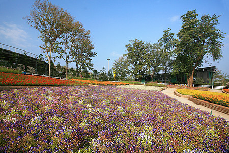 泰国清迈皇家植物博览会反射历史地标植物群池塘艺术热带建筑学纪念碑花园图片
