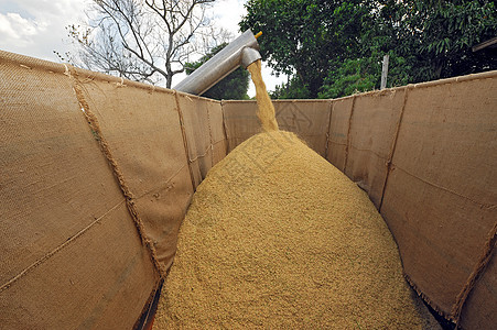 稻田收割时将谷物加在农场上农业主食农田机器收成农民收割机机械食物粮食图片