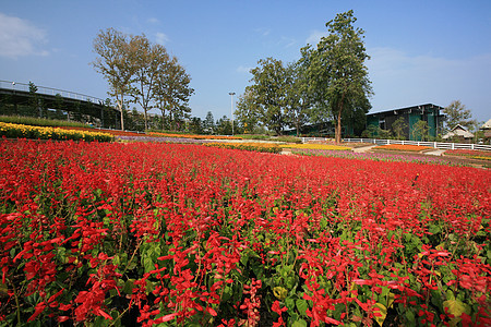 泰国清迈皇家植物博览会建筑热带奢华寺庙地标花园旅行植物群池塘旅游图片