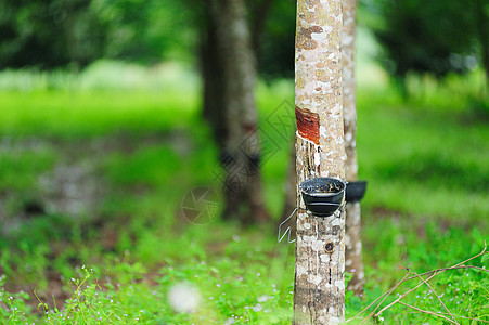 橡胶树收藏橡皮种植园乳胶植物群树液热带现金木头风景图片