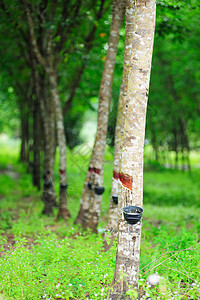 橡胶树乳胶热带种植园现金牛奶树液橡皮窃听植物群风景图片
