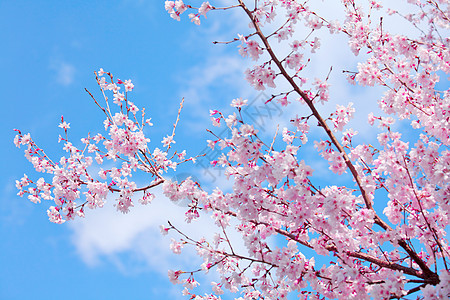 樱树植物花瓣天空粉色分支机构花园蓝色季节植物群图片