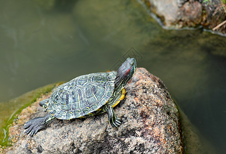 乌龟爬虫恋人公园动物宠物生活池塘热带动物园绿色图片
