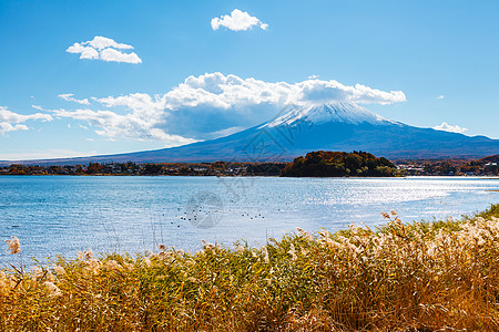 富士山和湖荒野杂草公吨花园植物稻草白色芦苇草原顶峰图片