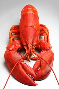 红龙虾甲壳食物贝类动物红色背景图片