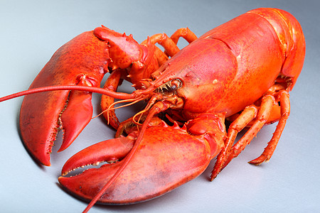红龙虾甲壳贝类动物红色食物背景图片