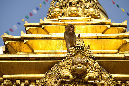 在尼泊尔加德满都的斯瓦扬布胡纳思图帕坐着猴子灵长类神社寺庙建筑学哺乳动物旗帜旅行蓝色猴庙风景图片