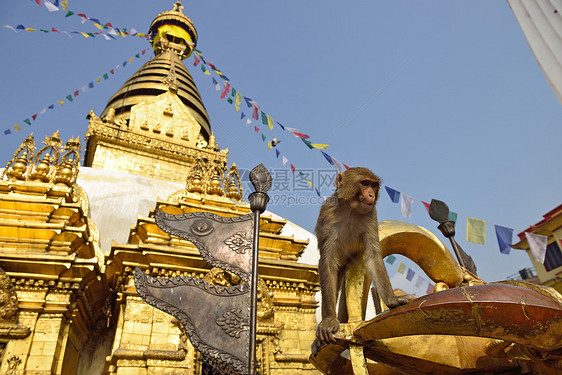 在尼泊尔加德满都的斯瓦扬布胡纳思图帕坐着猴子佛塔寺庙文化精神哺乳动物灵长类风景旅行建筑猴庙图片