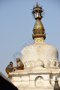 在尼泊尔加德满都的斯瓦扬布胡纳思图帕坐着猴子佛塔灵长类精神旗帜场景风景圆顶祷告建筑建筑学图片