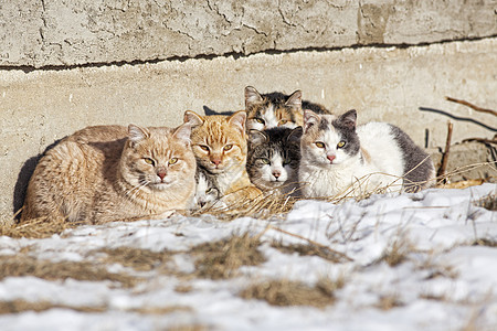 无家可归的猫动物条纹棕色生存虎斑橙子团体鬼城野性家庭图片