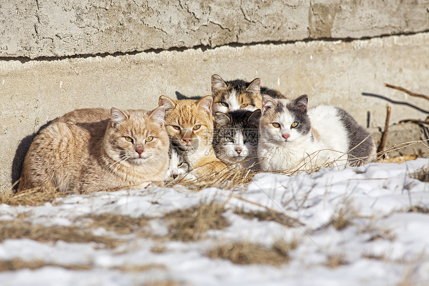 无家可归的猫动物条纹棕色生存虎斑橙子团体鬼城野性家庭图片