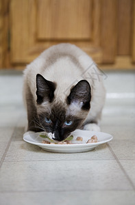 带猫食的猫背景图片