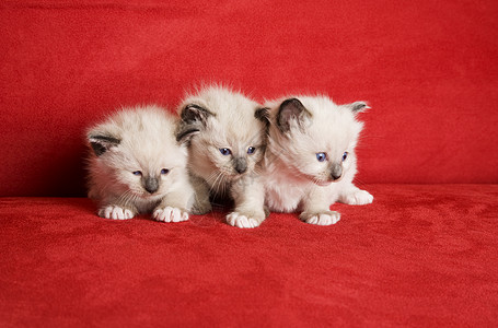天猫三个小 Kittens背景