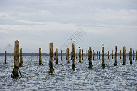 大埃格雷特河谷 泰国的内湾湿地池塘羽毛河鸟鸟类沼泽白鹭荒野生态水禽图片