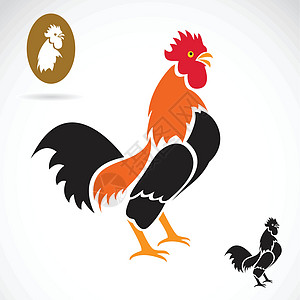 公鸡的矢量图像家禽雄鸡插图男性微笑母鸡农业卡通片尾巴羽毛图片