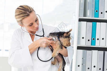 兽医检查犬医院家畜动物宠物主题医生关爱检查实验专家图片