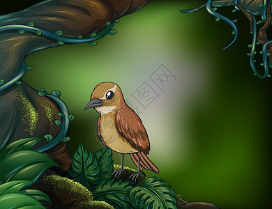雨林中的一只鸟图片