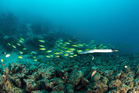 马来西亚西巴丹的黄鹿鱼学校团体热带野生动物赛跑者珊瑚海洋蓝色游泳黄色鲷鱼图片