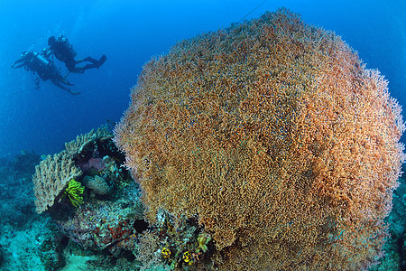 马来西亚西巴丹水下有潜水员的巨型海风蓝色游泳呼吸管潜水海扇野生动物珊瑚马布扇子海洋图片