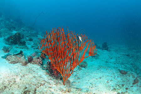 马来西亚西巴丹水下巨型海风潜水珊瑚游泳荒野海扇野生动物水族馆蓝色海洋热带图片