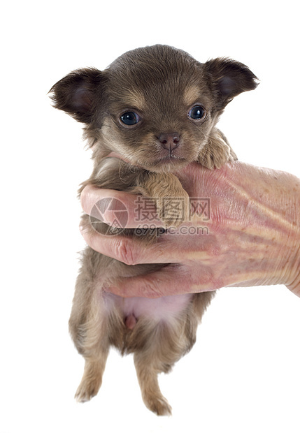 小狗吉娃娃宠物工作室棕色伴侣动物犬类图片