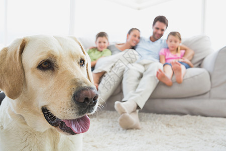 幸福的一家人坐在沙发上 和他们的宠物拉布拉多在前方图片