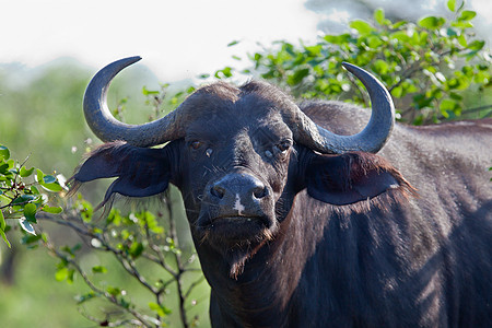 坦查尼亚国家公园水牛草地球囊火山口野牛目的地热带野生动物草食性日落面积图片