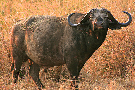坦查尼亚国家公园水牛力量球囊牛奶蓝色野生动物宠物草地保护衬套雄性图片