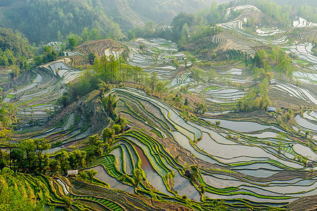 杨阳赖台食物日出胜地梯田农场爬坡稻田文化绿色旅游图片